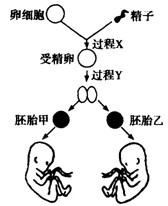 试管婴儿怀孕几个月生产